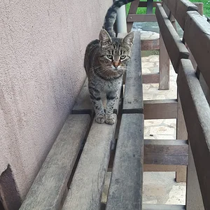 Masum kedi